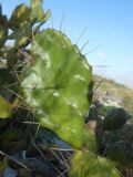 Opuntia monacantha